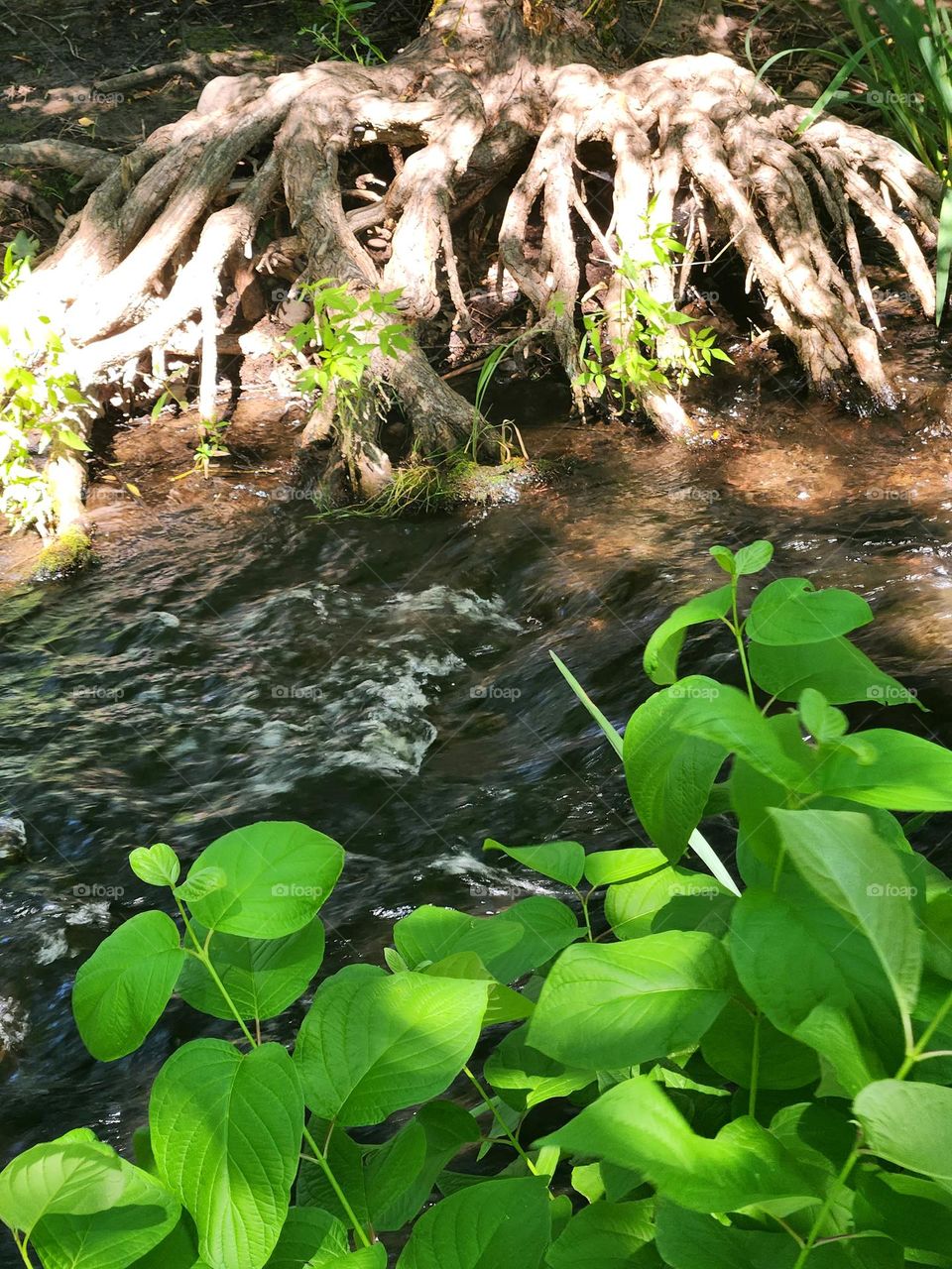 sun shining on exposed tree roots at the edge of rushing water by a bank of bright green leaves in Oregon