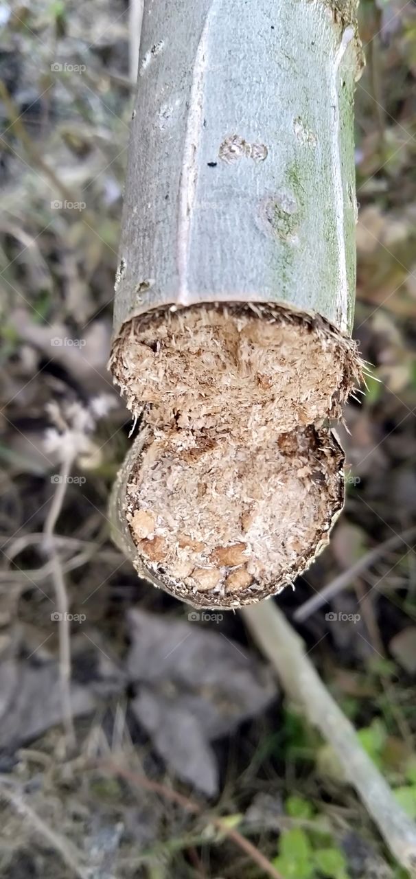 Populus wood is a lighter, more porous material.
Its flexibility and close grain make it suitable for a number of applications, similar to those for willow.