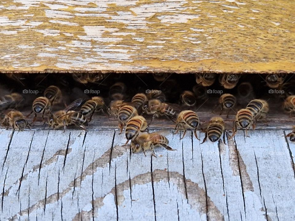 The bees at home the Netherlands