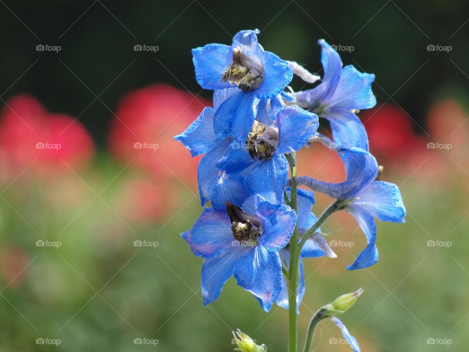 Blue flower in the garden