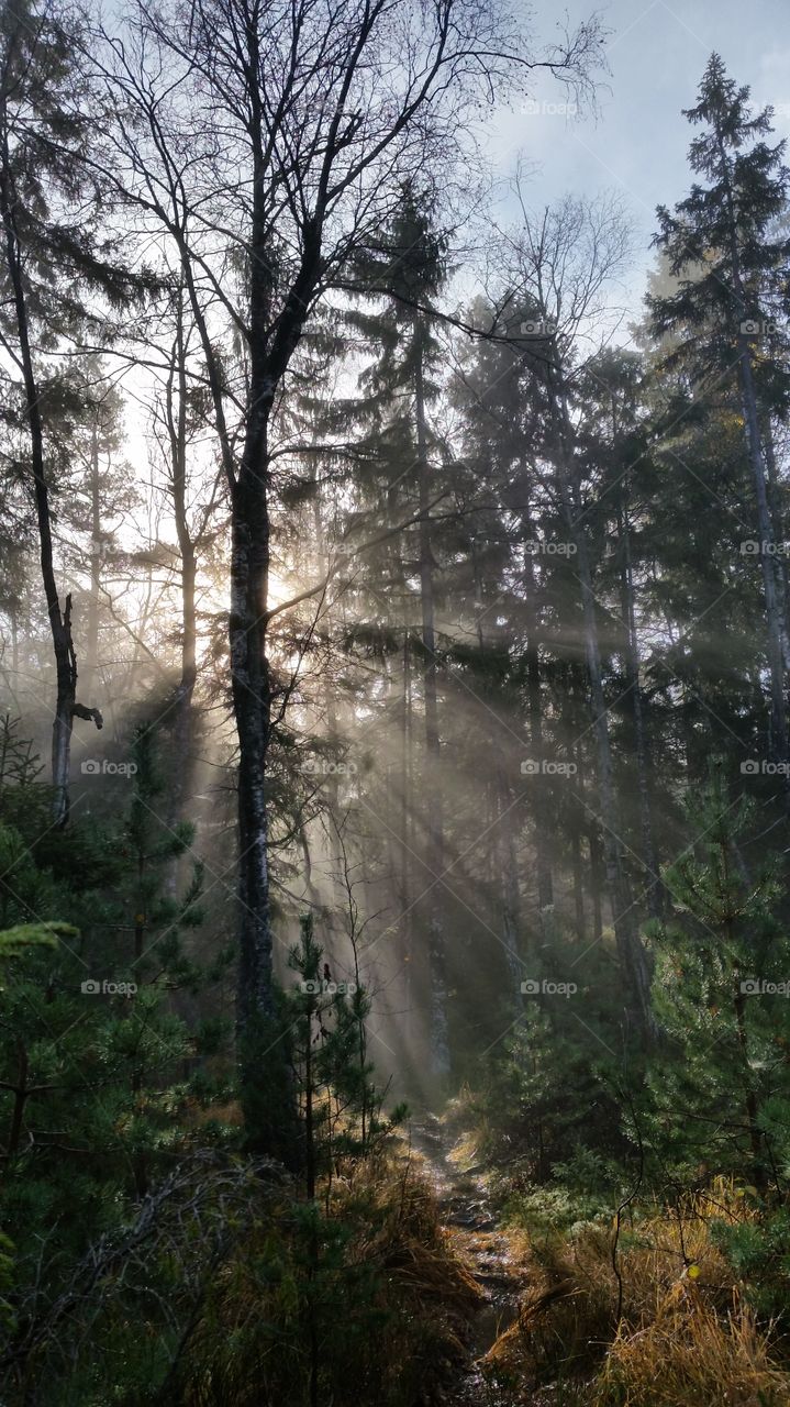 Morning Rays
