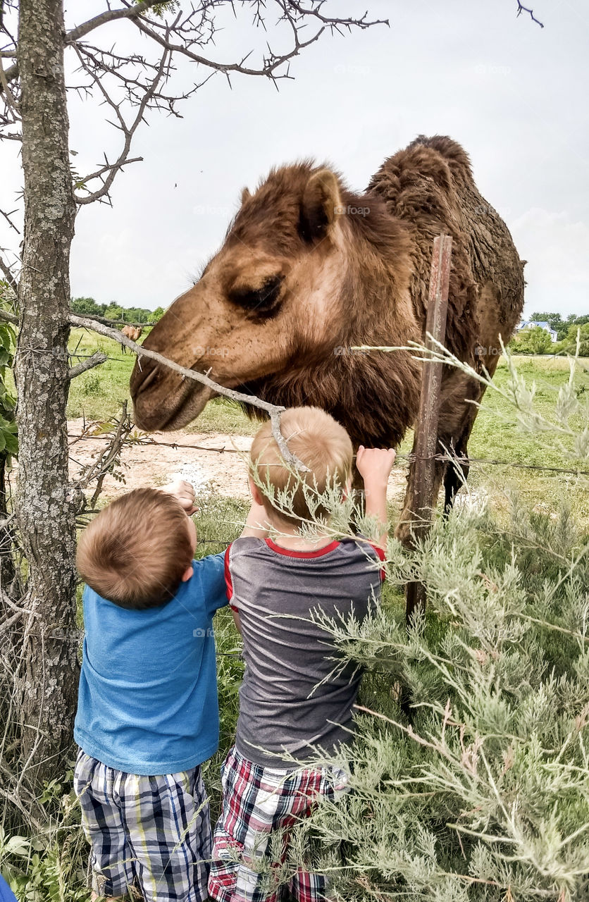 Kids playing with the camels
