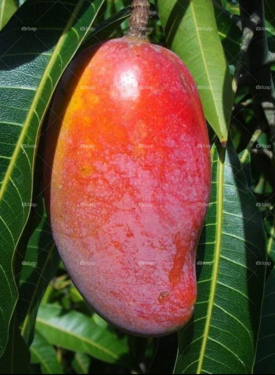 Delicious  Mango