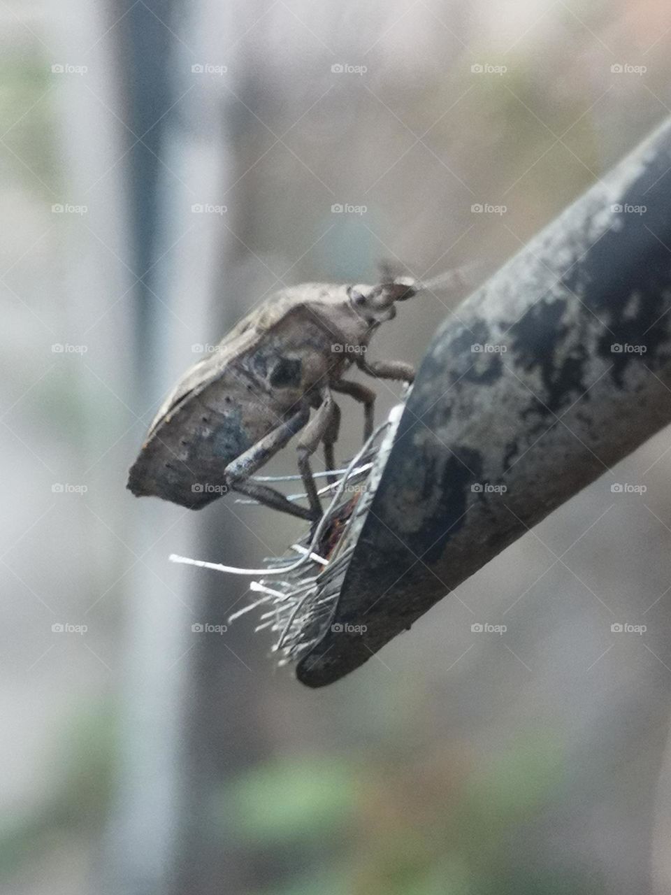 A bug discovering its route on the edge of the wire