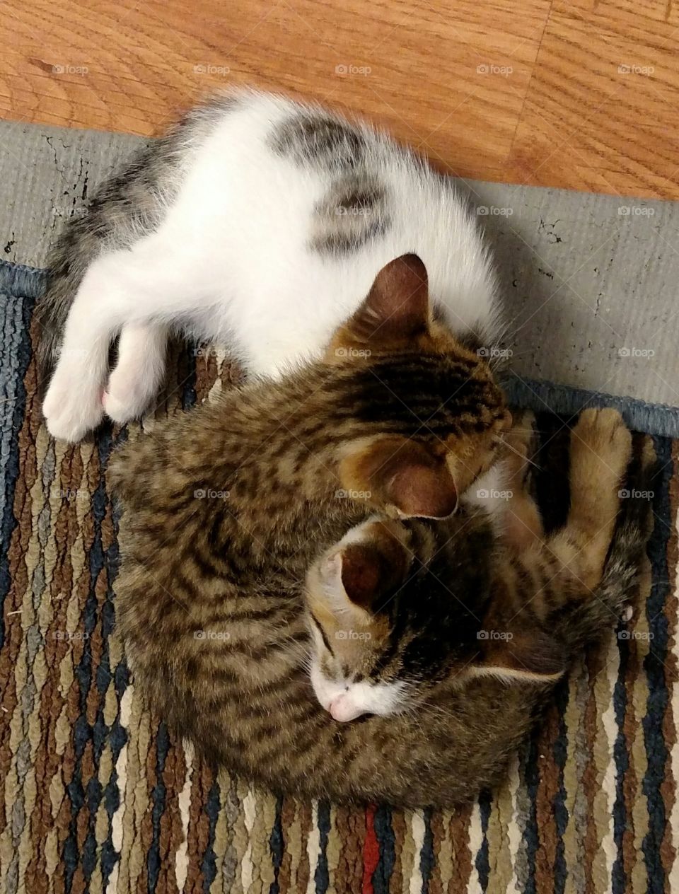kittens snuggled up on old rug