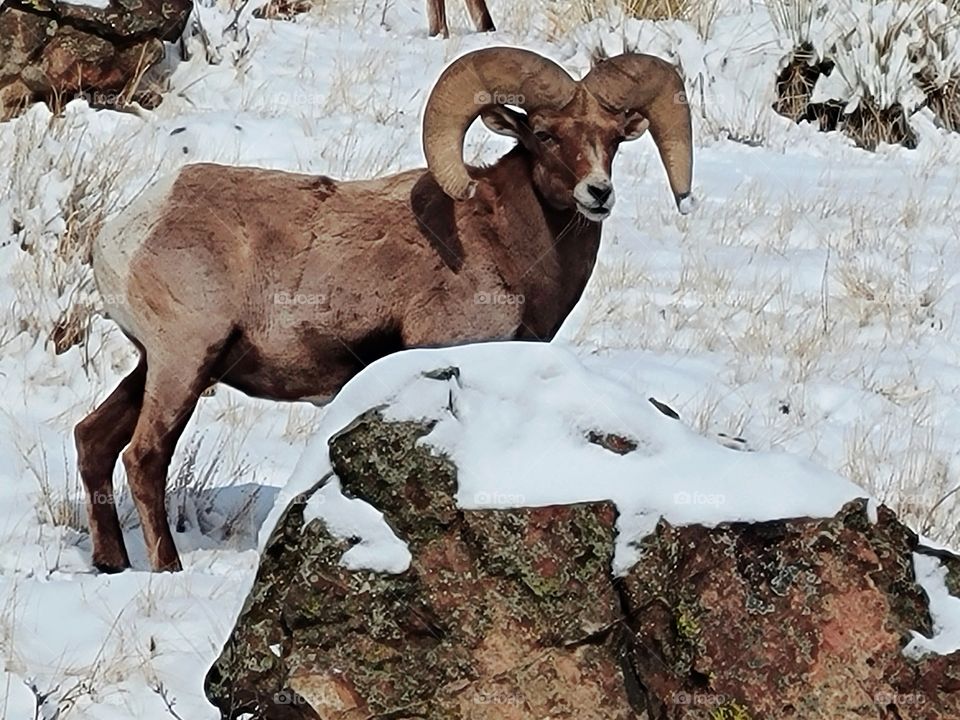 Longhorn Ram