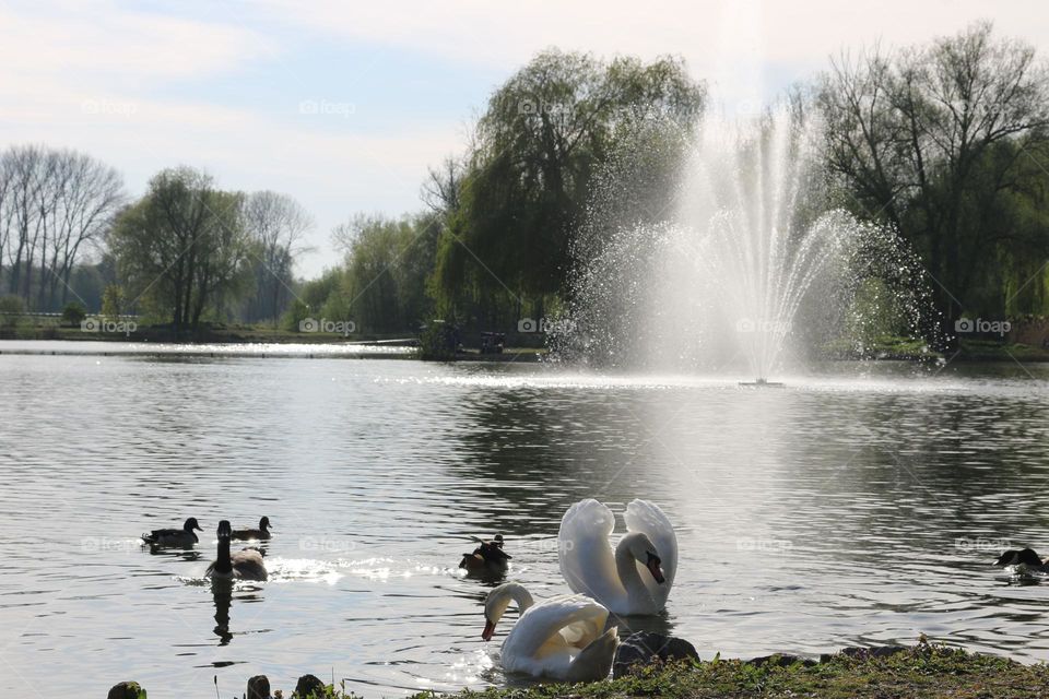 2 Swans floating around between the ducks in the pond of Hoensbroek. The landscape looks so beautiful. I can sit here for hours.