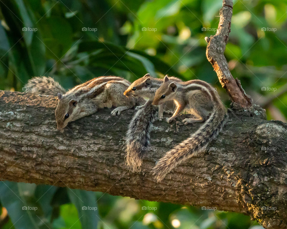 Mother squirrel & her cute children