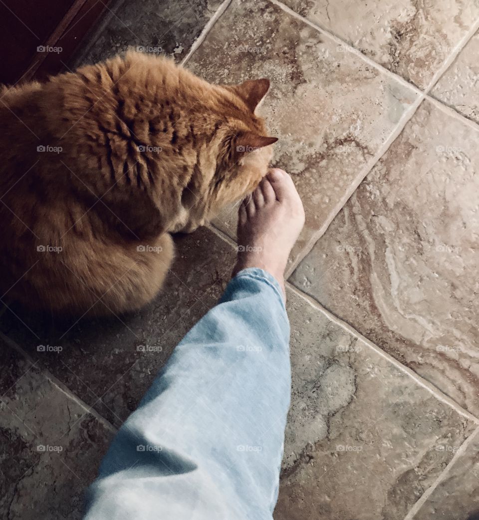 Cat sniffing foot