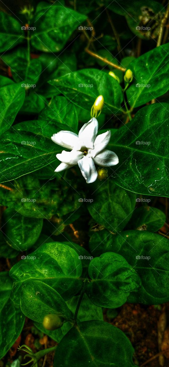 Jasmine is an ornamental flower plant in the form of erect-trunked shrubs that live chronically. Jasmine is a genus of shrubs and vines in the olive family.