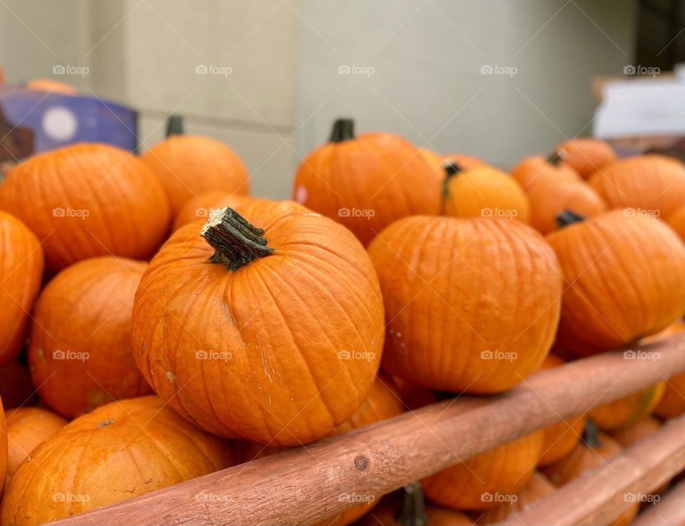 Orange ripe pumpkins 