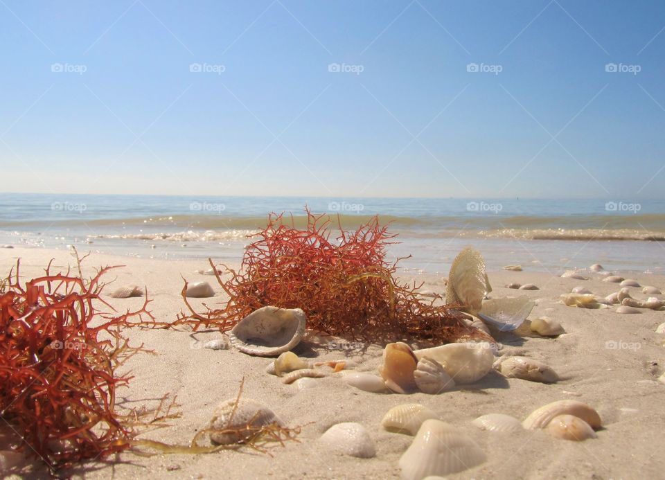 Seashells on sandy beach