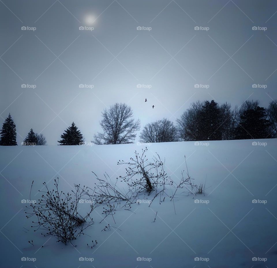 Two birds flying over a snowy landscape 