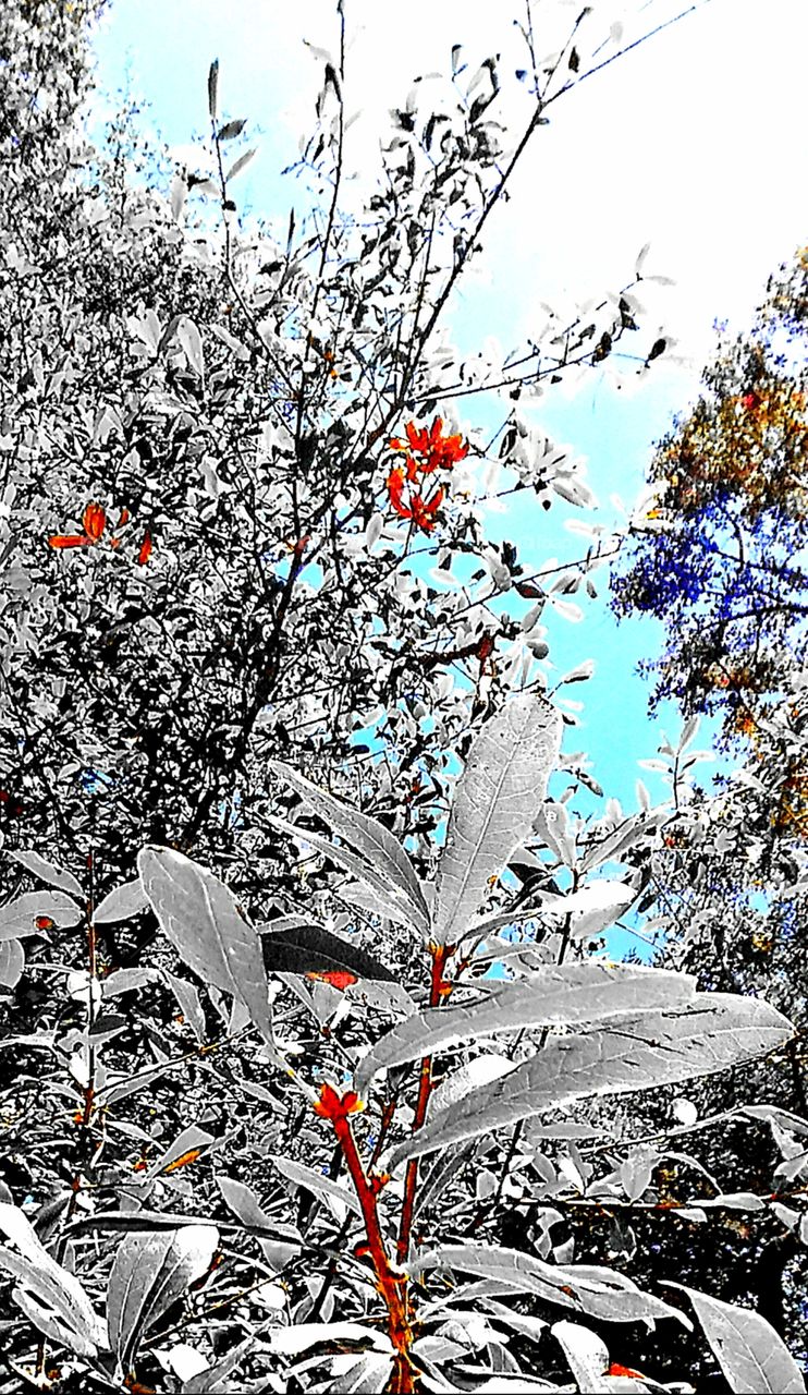 color vs black and white foliage flowers trees sky
