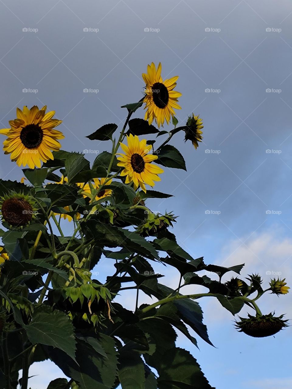 Sunflowers are autumn flowers, summer colors.