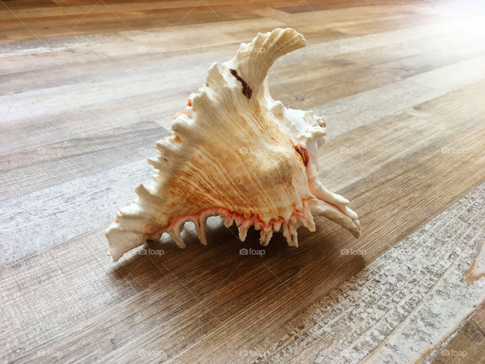 Seashell conch 
