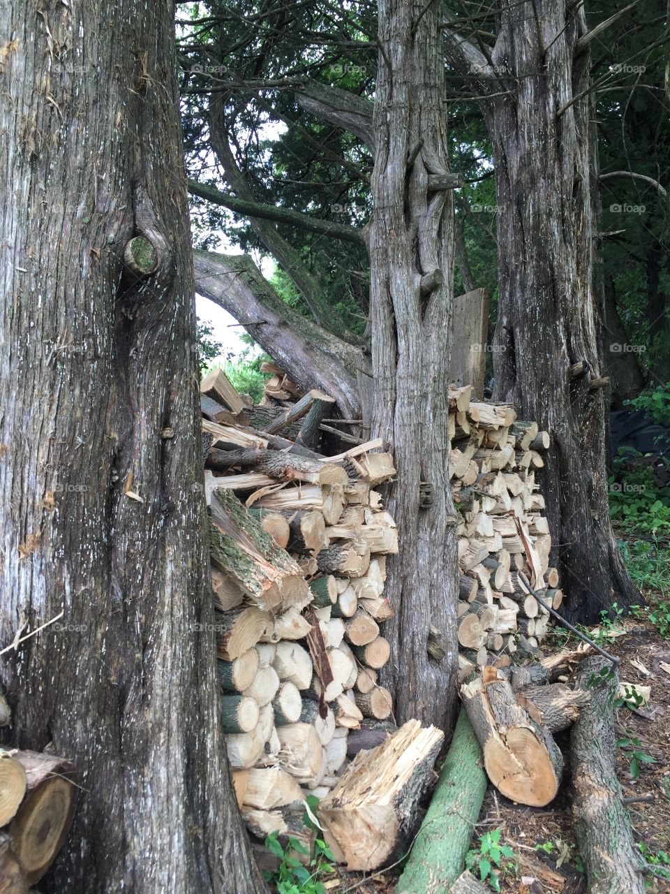 Firewood stacked between several tall pine trees