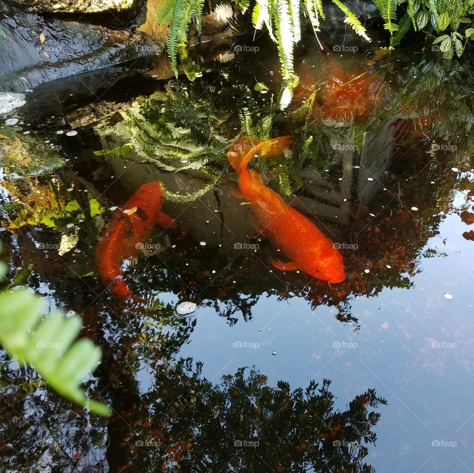 Koi Pond Fish