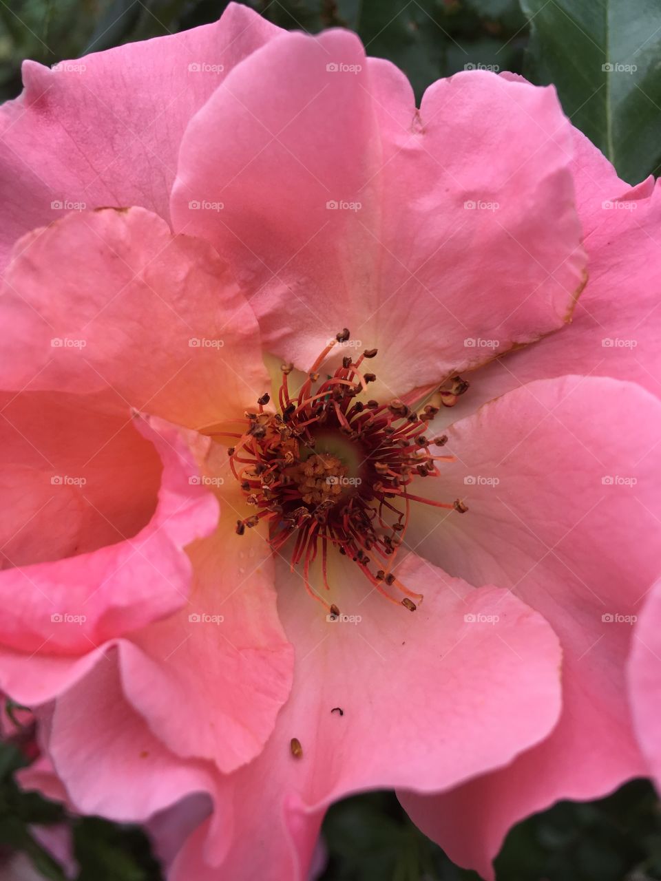 Beautiful open rose. Captivating,mesmerizing.