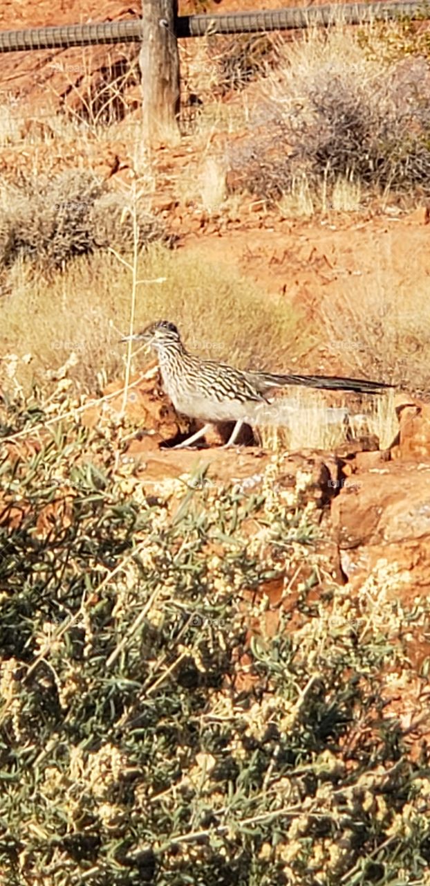 roadrunner