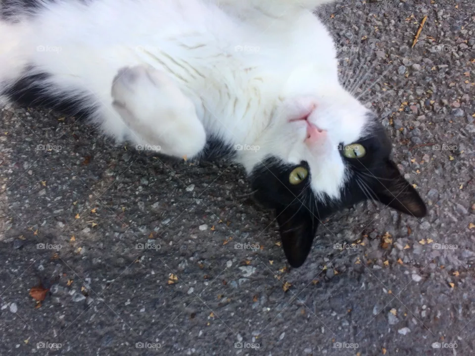 Cat in the street 