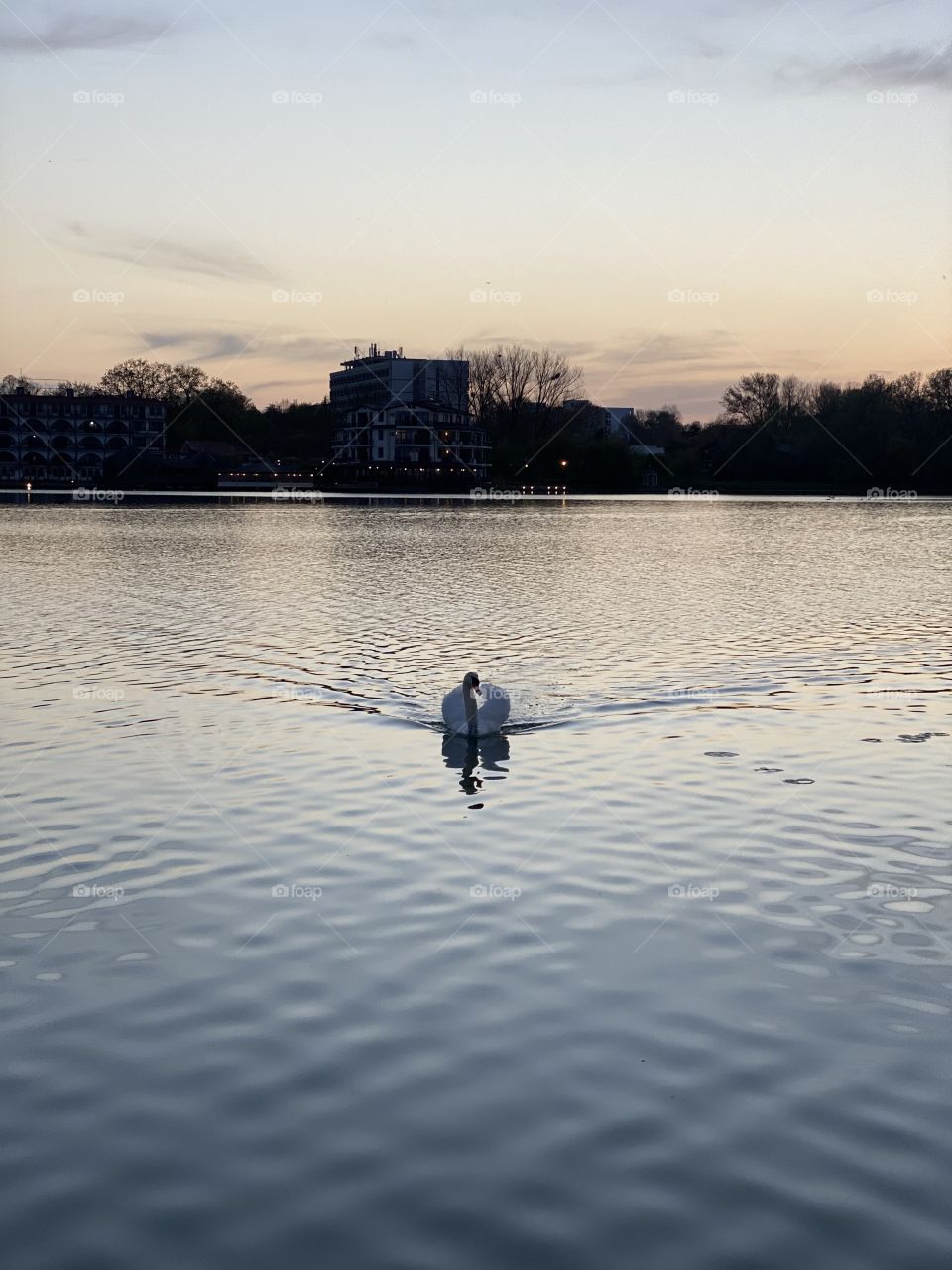 A swan in the lake