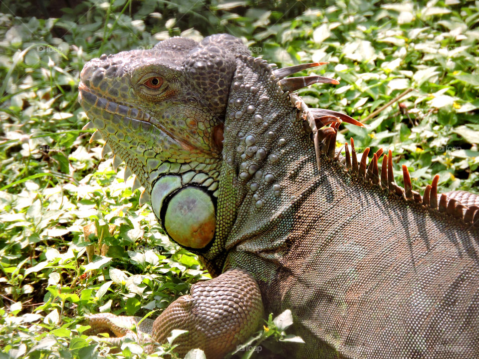 Close-up of a iguana