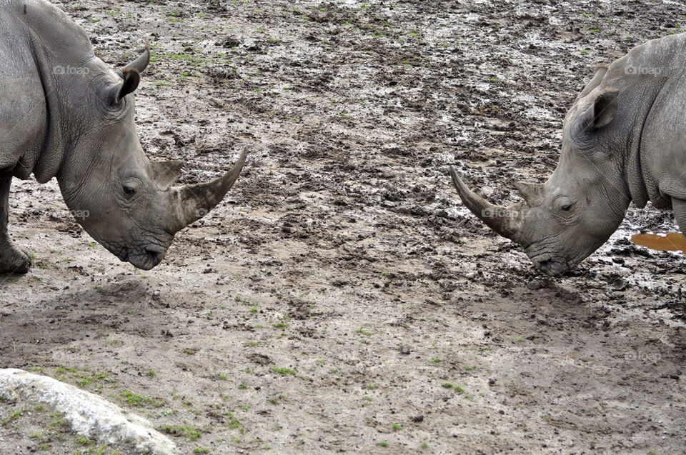animal zoo angry twins by hkjohan