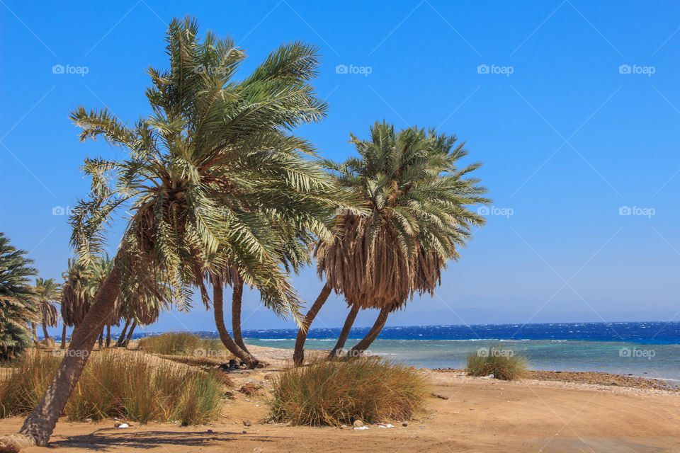 Palm view beside the Three Pools of Dahab city, South Sinai, Egypt