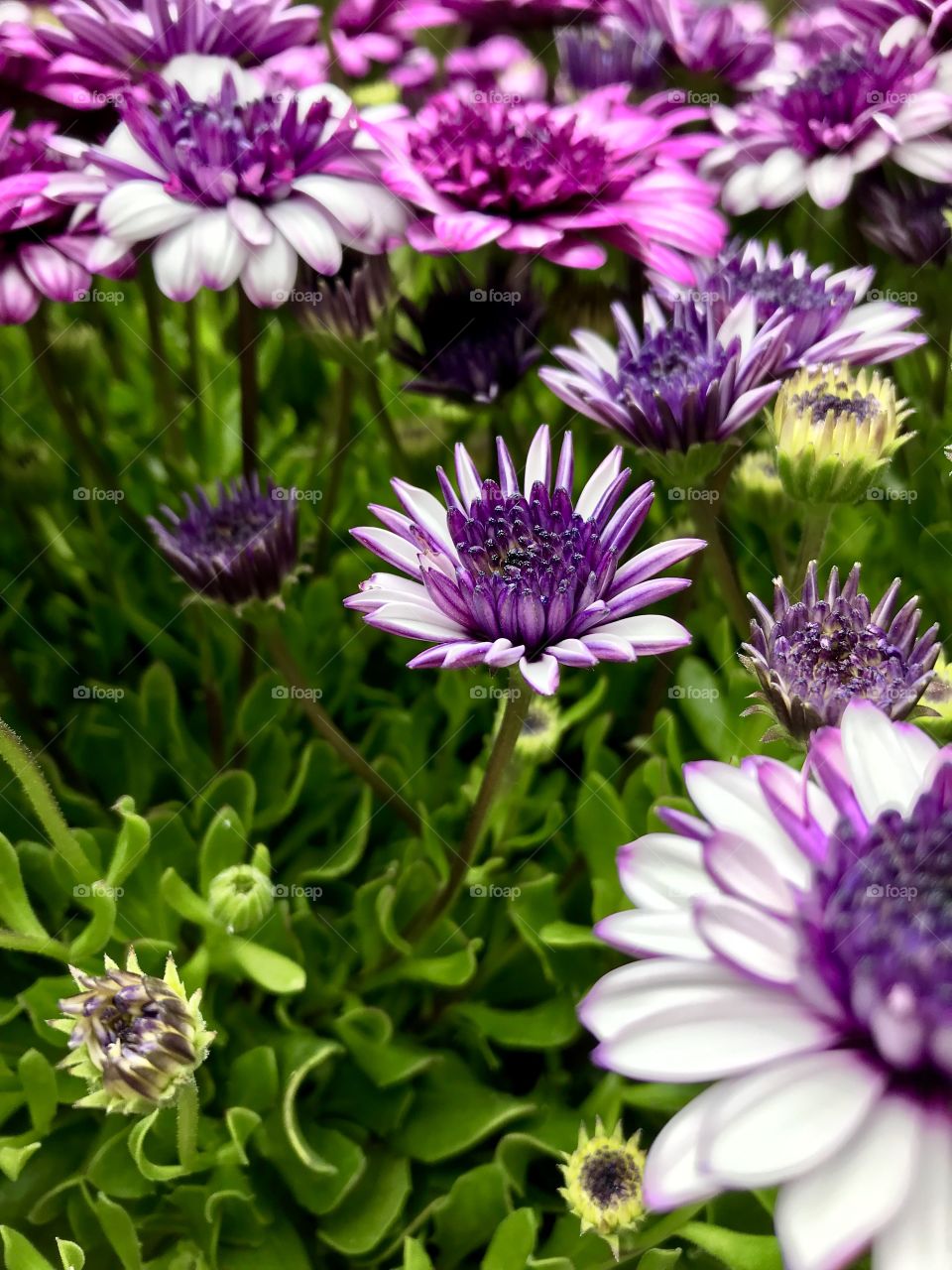 Osteospermum, is a genus of flowering plants belonging to the Calenduleae, one of the smaller tribes of the sunflower/daisy family Asteraceae. 1/2