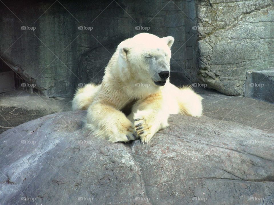 Polar bear 