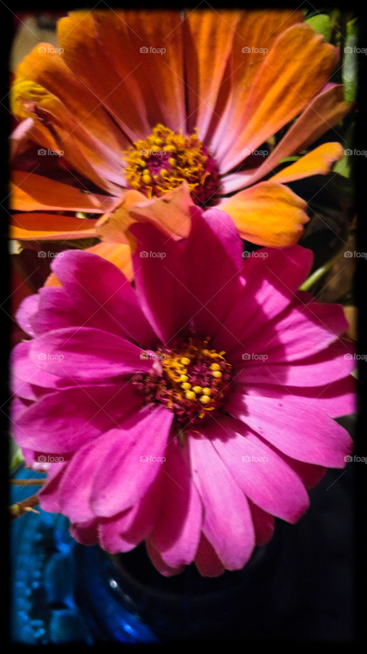 Zinnia's From the Garden