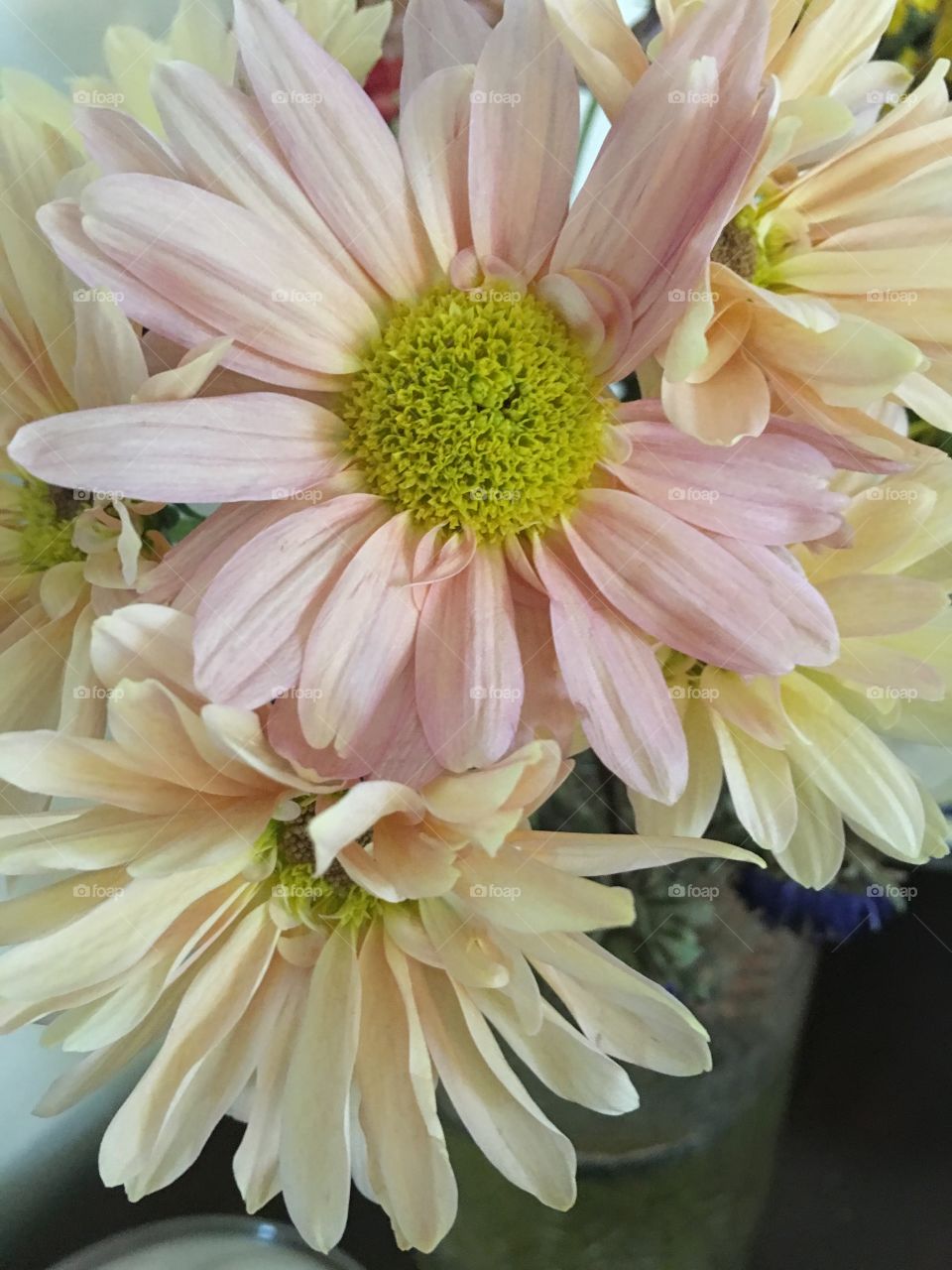 Delicate shasta Daisy wedding floral image background closeup 