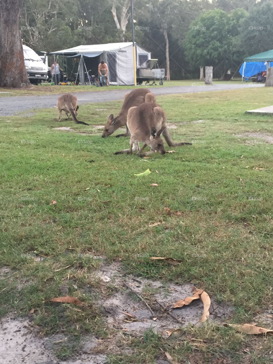 Kangaroo 