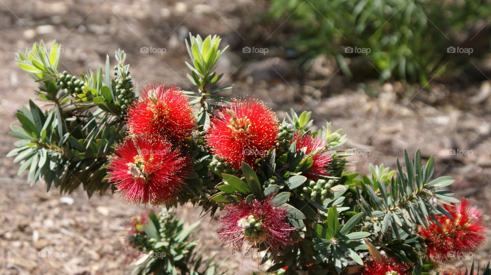 High angle view of red flowers