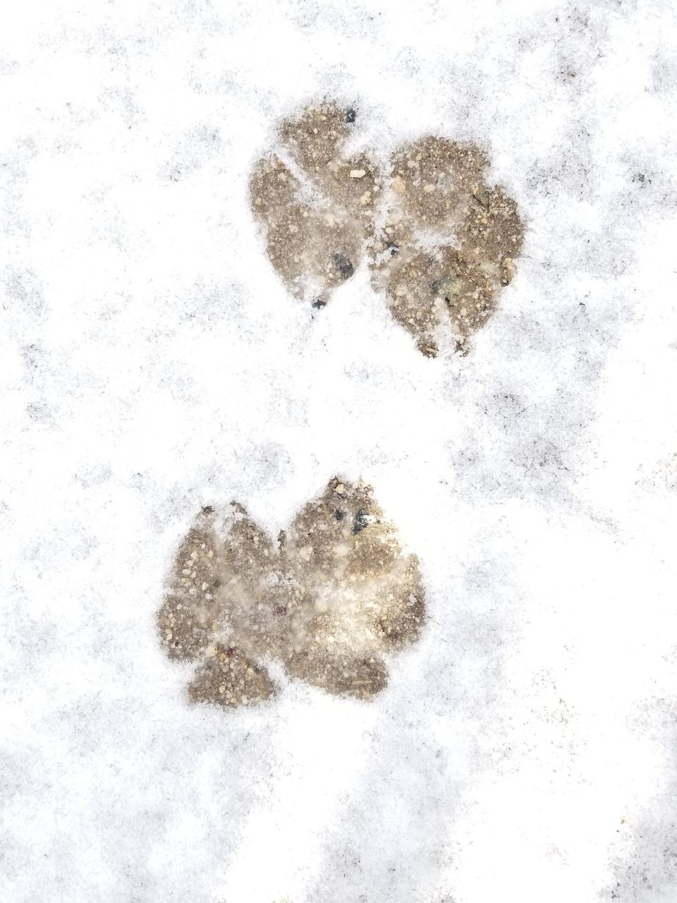 Husky Paw Prints on frosty ground marks the beginning of winter.