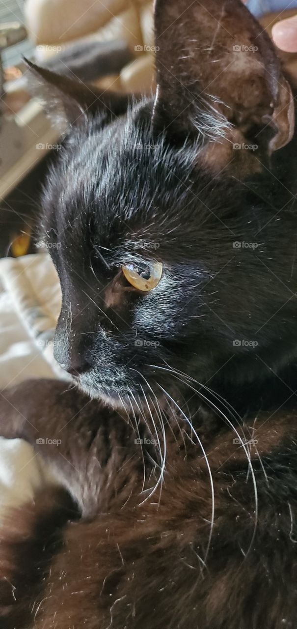 Close up of our kittys face, her eyes are alert, and you can see her whiskers clearly! Black cat face close up.🐾