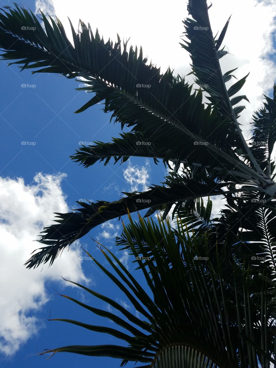 Palm in the sky