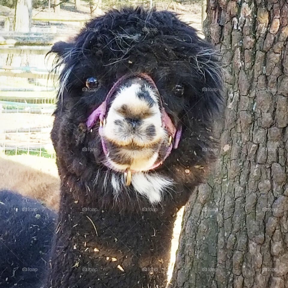 Alpaca Love