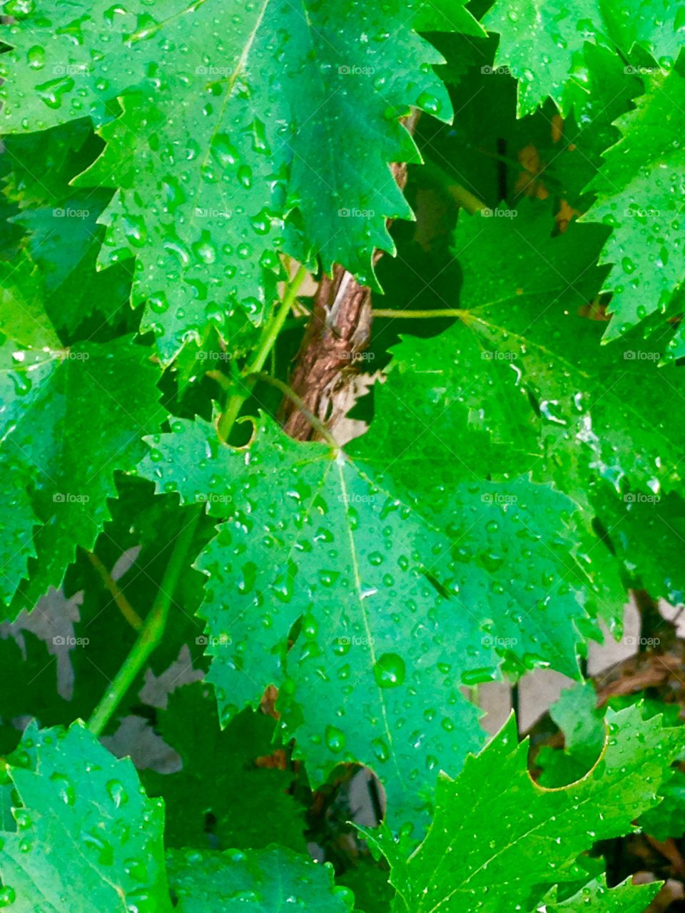 Grape leaves after rain