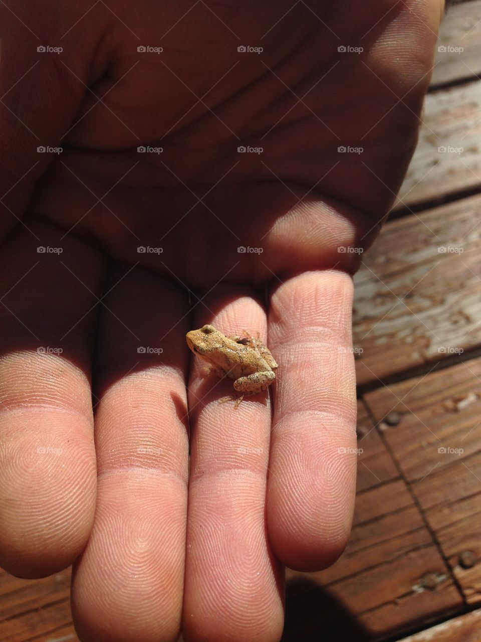 Baby frog