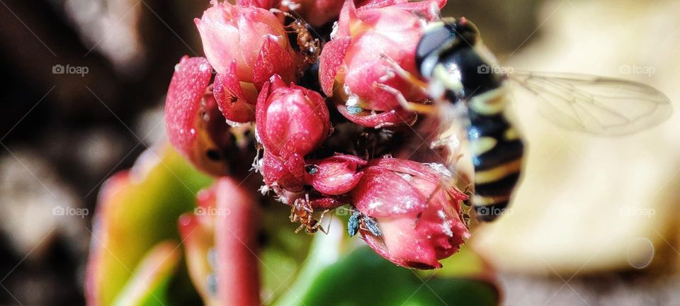 Widow's thrill- with ants and bugs and hover fly