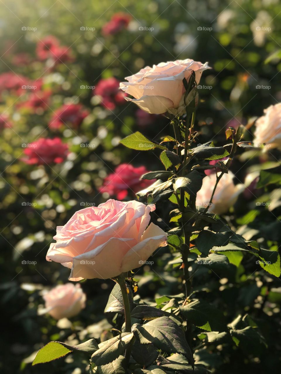 Pink roses in evening summer light on nature background 