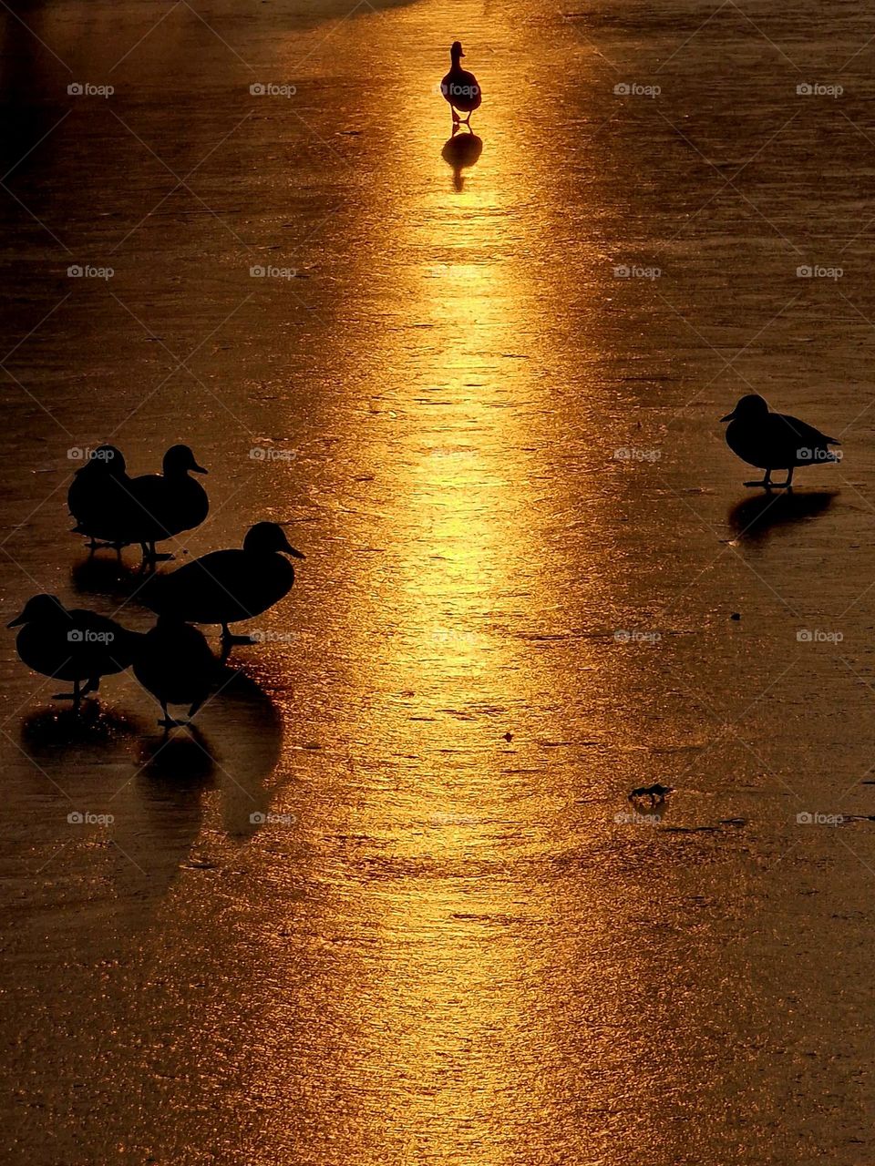 wild ducks on the ice at sunset