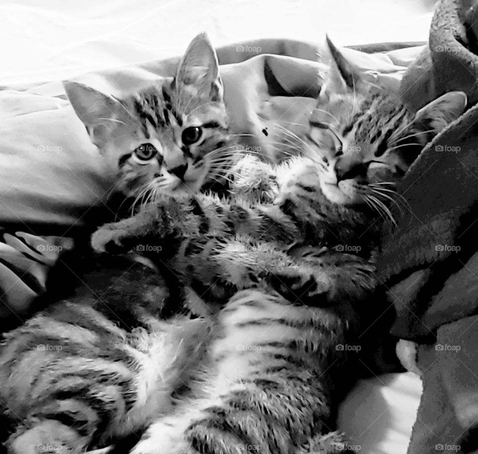 adorable kitten cuddles that will make you smile