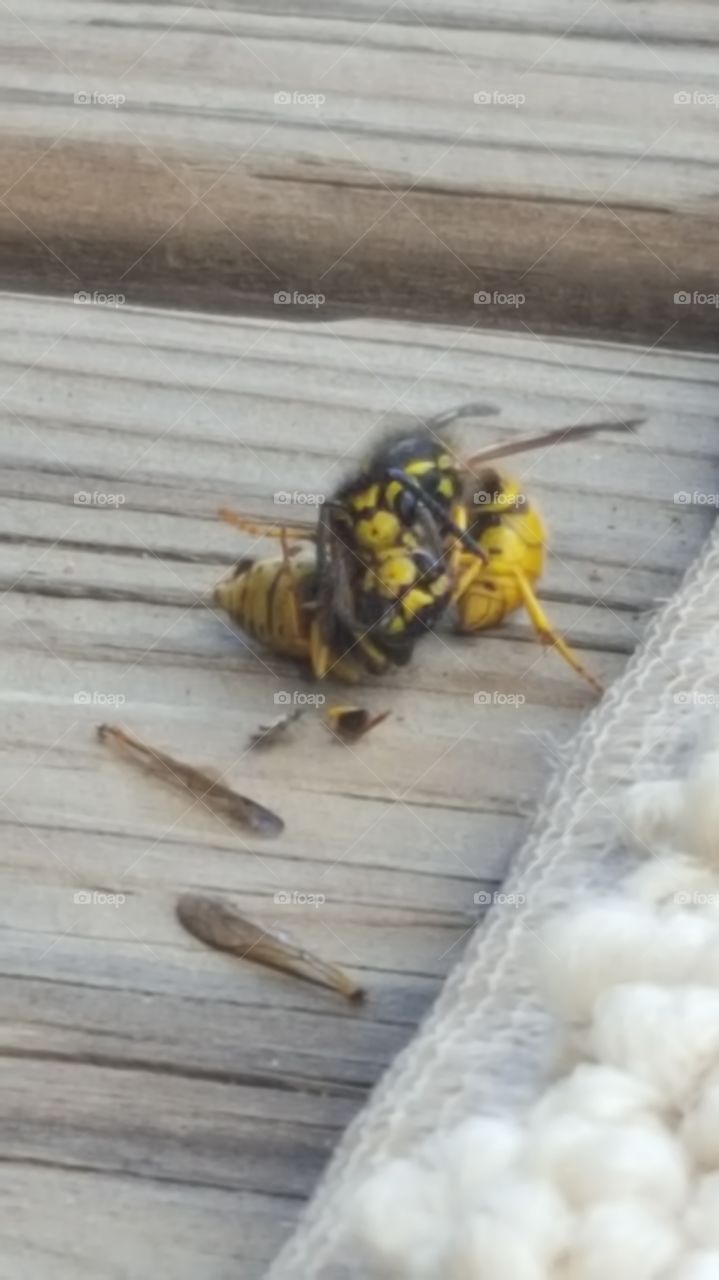 Nature, Insect, Wood, Animal, Wooden