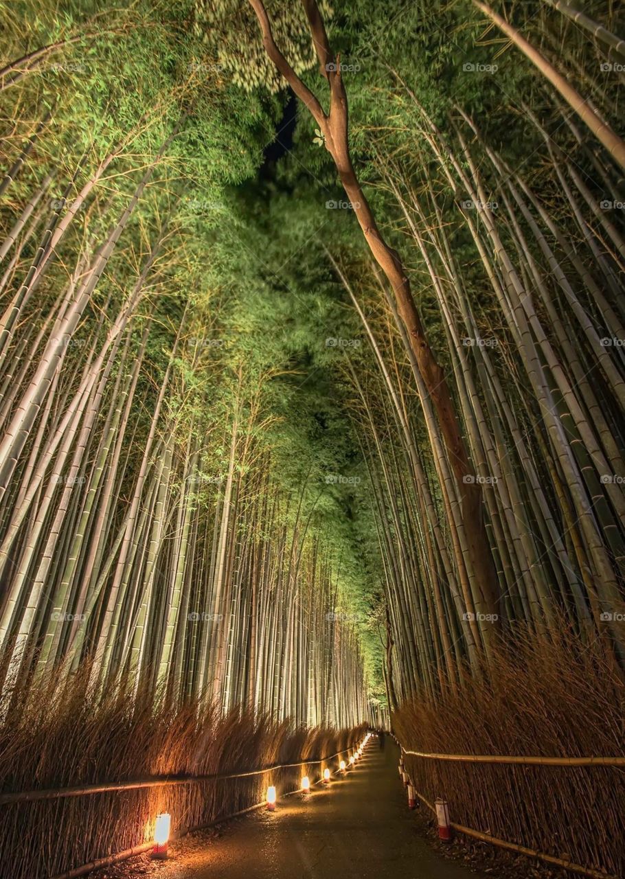 Arashiyama (嵐山) is a pleasant, touristy district in the western outskirts of Kyoto. Bamboo Groves
The walking paths that cut through the bamboo groves make for a nice walk or bicycle ride.