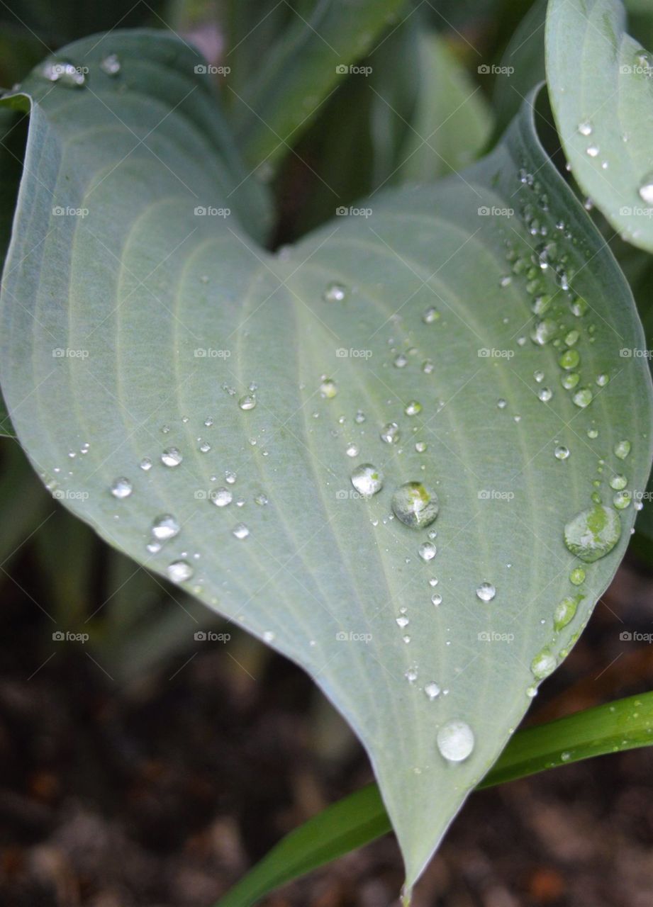 Dew drops