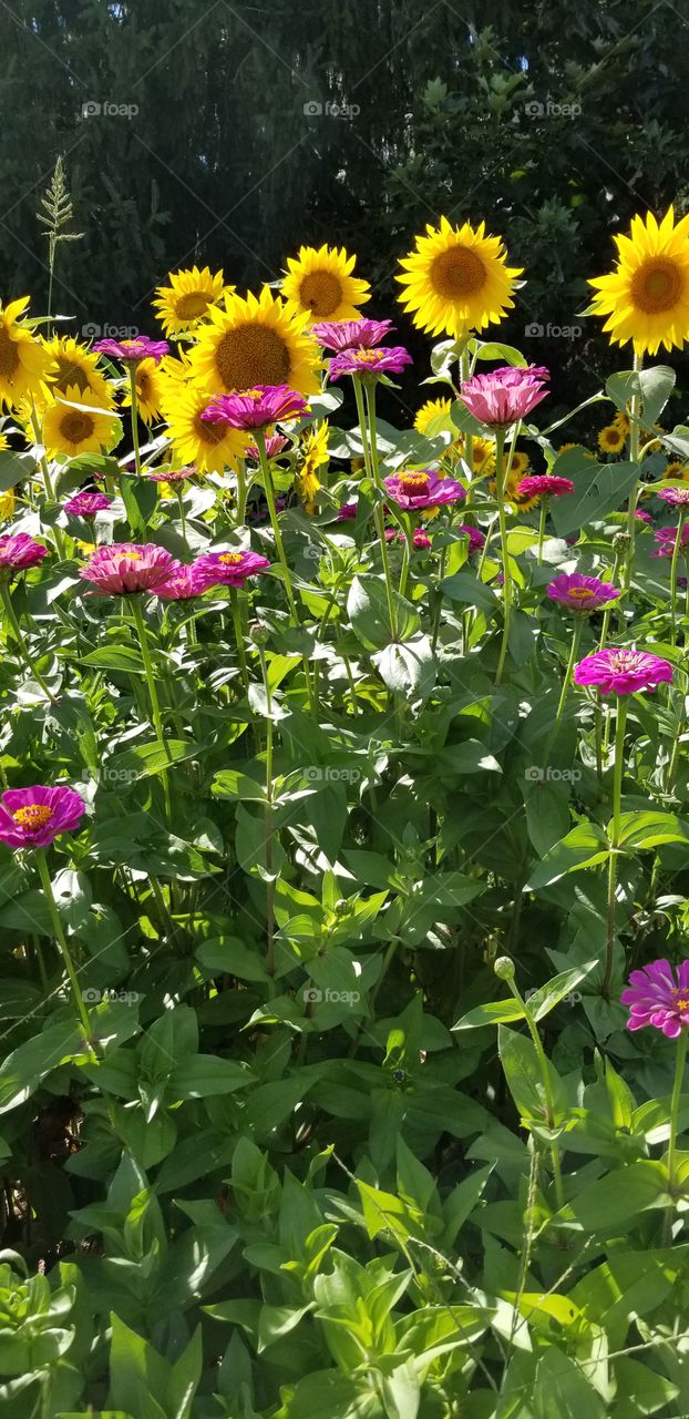 Beautiful roadside flowers