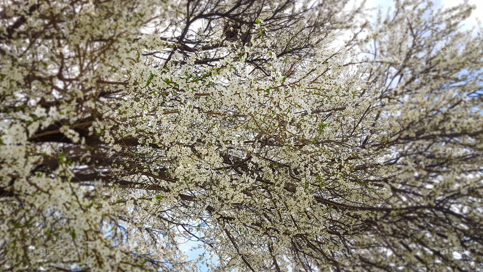 Blossoming cherry tree